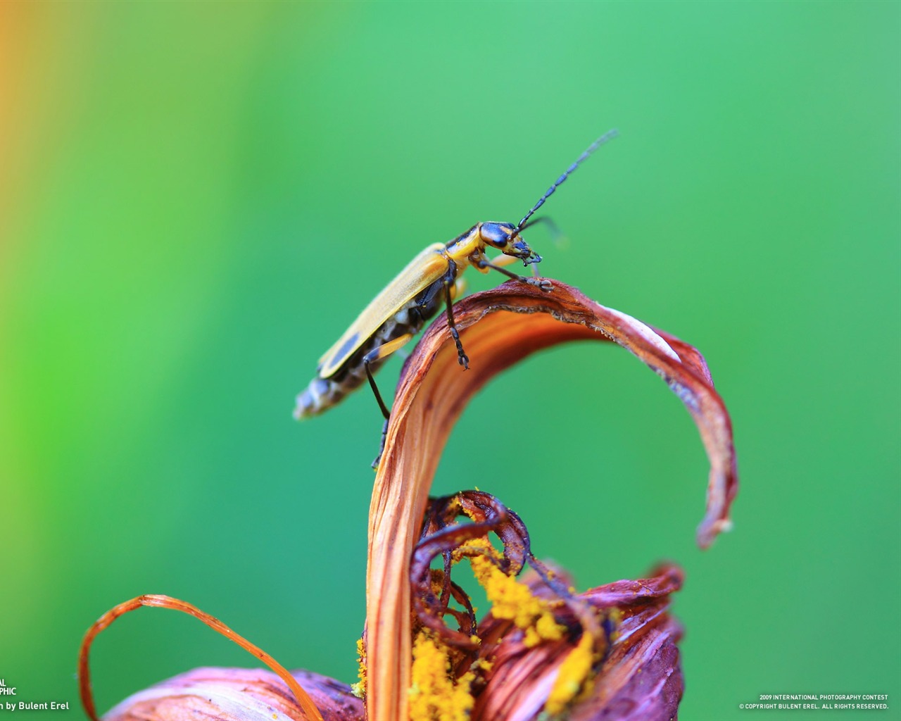 National Geographic Tapety zvířat články (3) #15 - 1280x1024