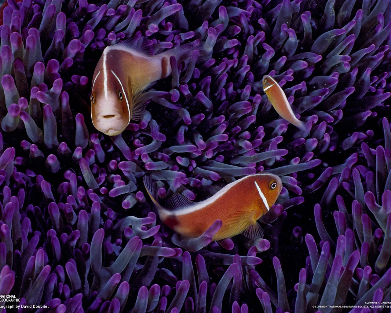 National Geographic Wallpapers Animal articles (3) #17 - 1280x1024