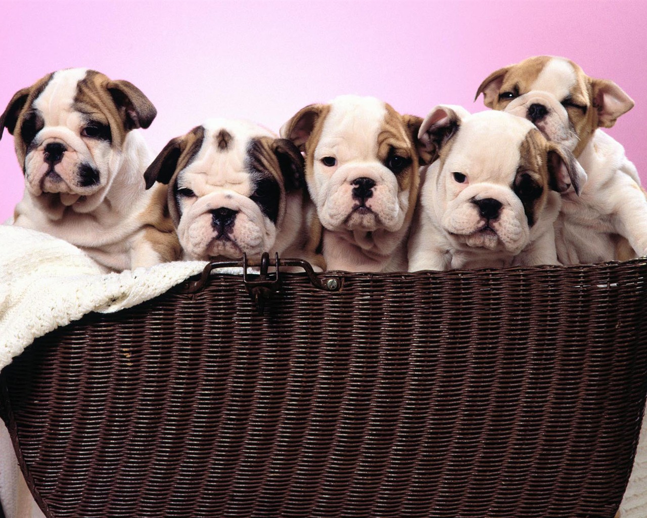 Puppy Foto HD Tapety na plochu (1) #6 - 1280x1024