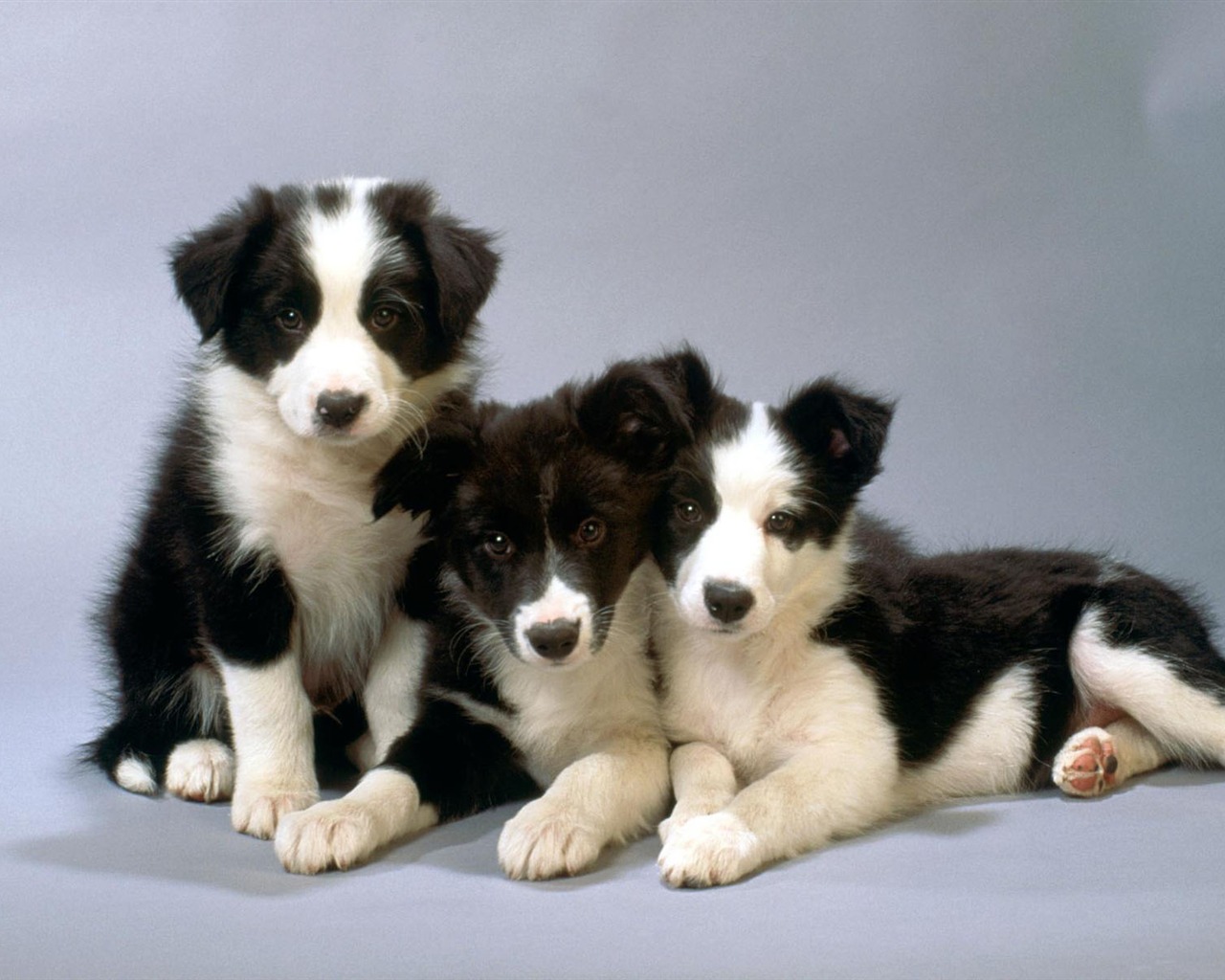 Puppy Foto HD Tapety na plochu (1) #7 - 1280x1024