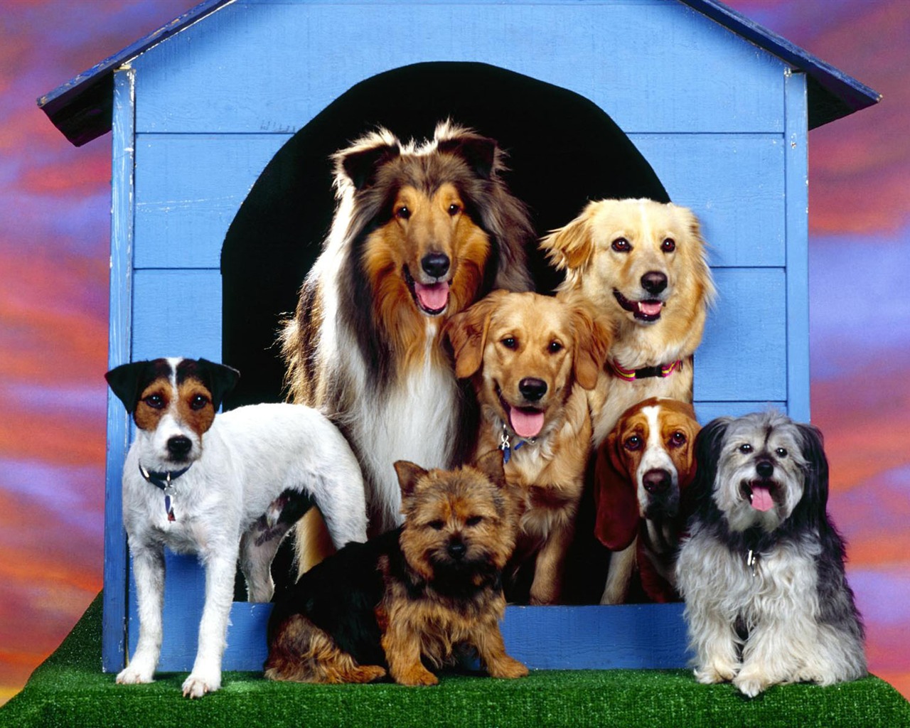 Puppy Foto HD Tapety na plochu (1) #8 - 1280x1024