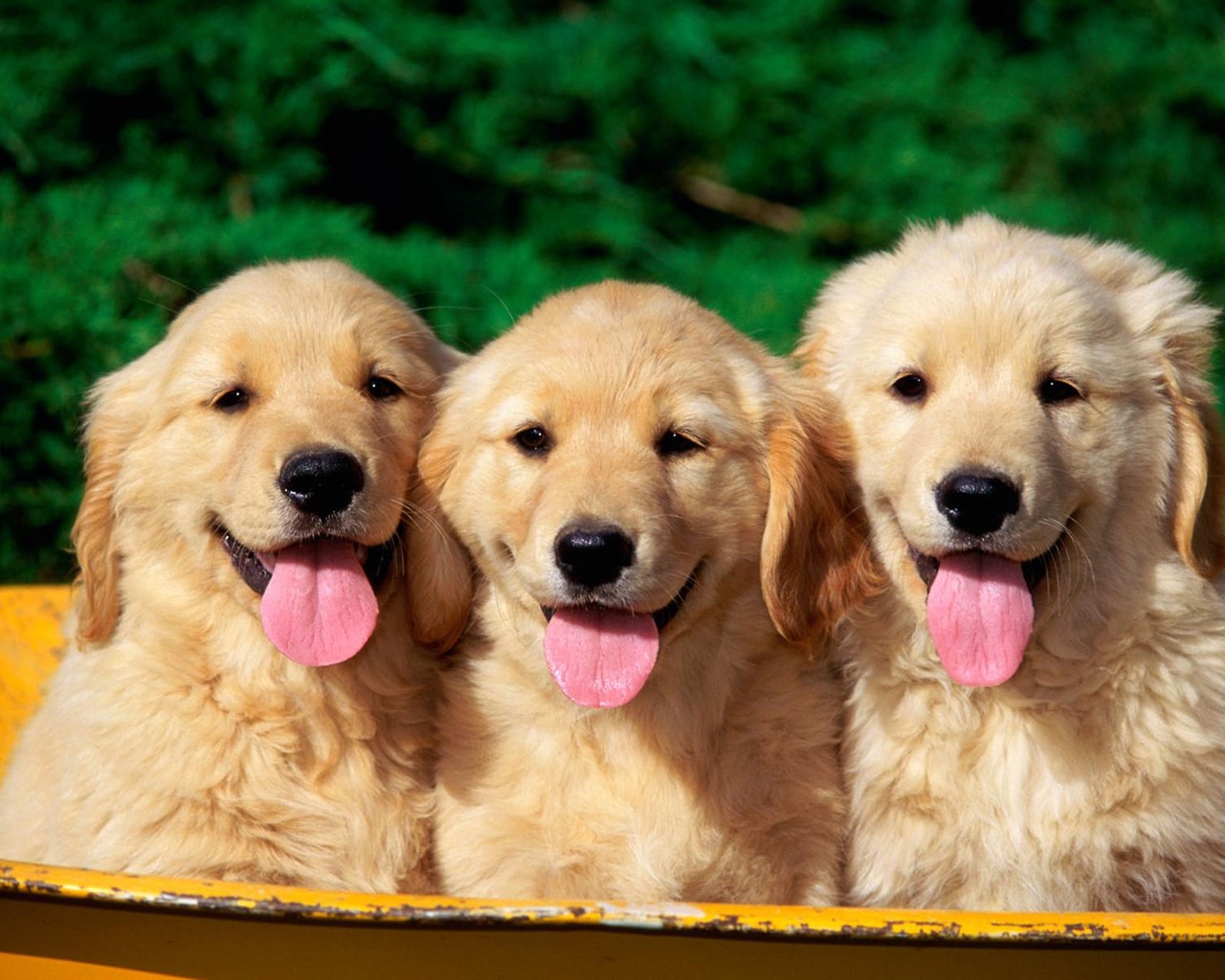 Puppy Photo HD wallpapers (1) #10 - 1280x1024