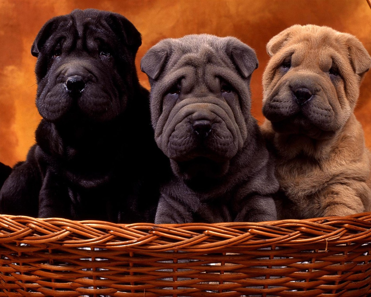 Puppy Foto HD Tapety na plochu (1) #11 - 1280x1024
