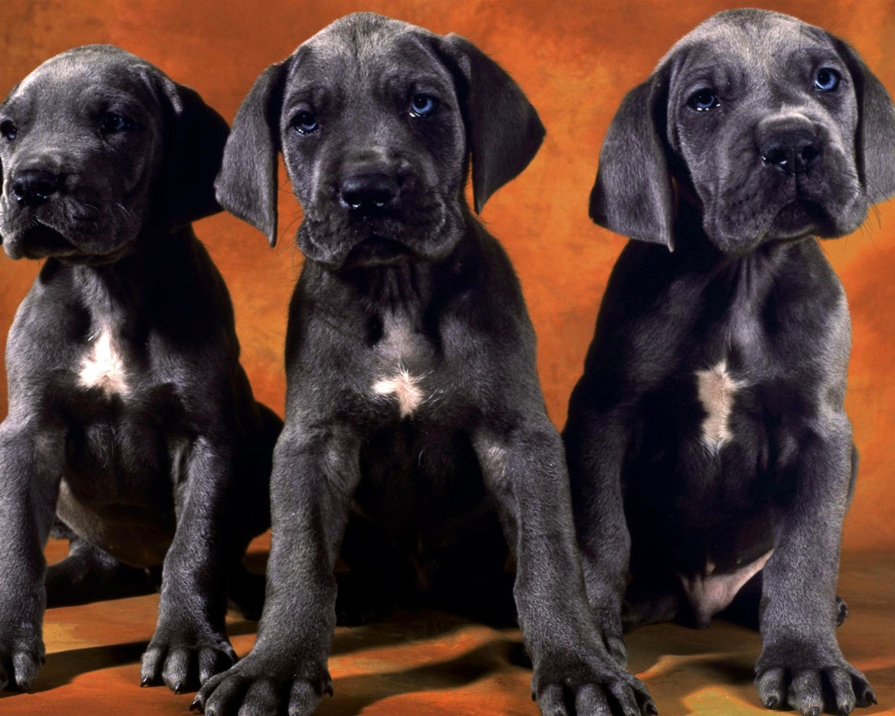 Puppy Foto HD Tapety na plochu (1) #12 - 1280x1024