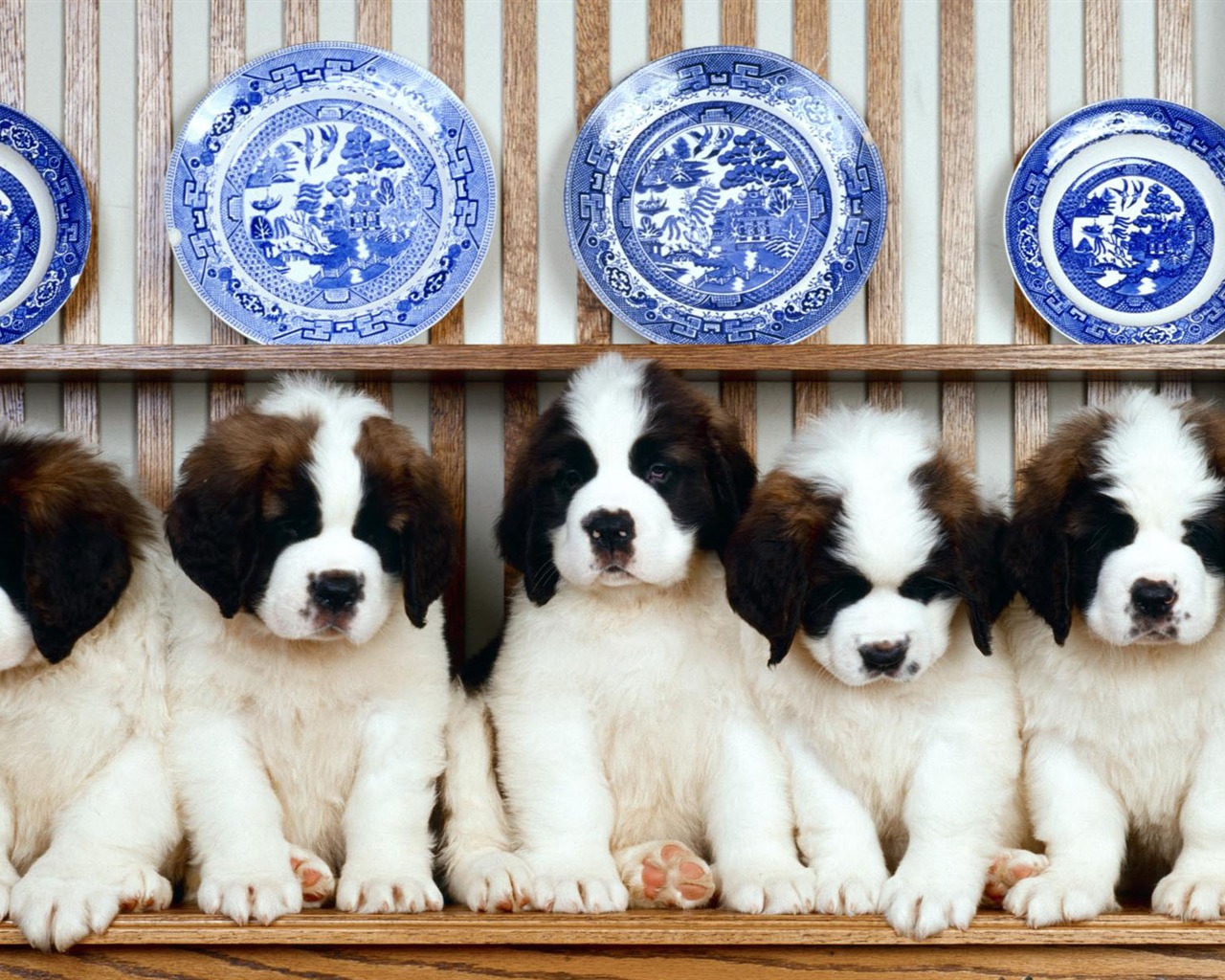 Puppy Foto HD Tapety na plochu (1) #14 - 1280x1024