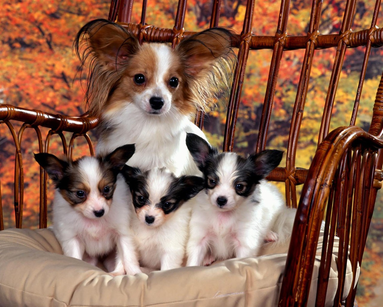 Puppy Foto HD Tapety na plochu (1) #16 - 1280x1024