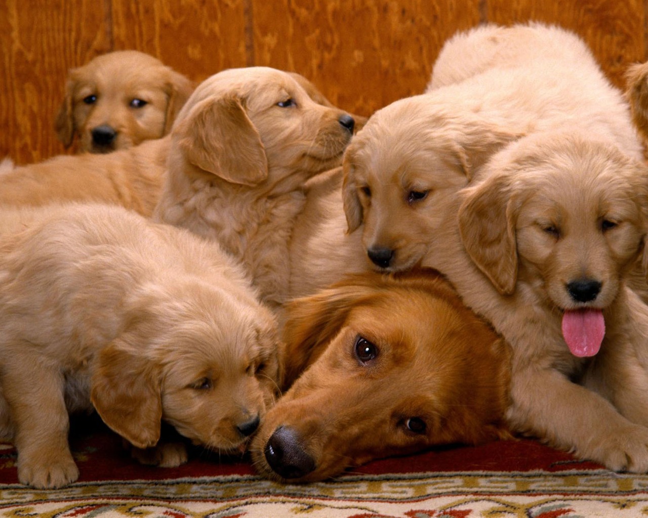 Puppy Foto HD Tapety na plochu (1) #18 - 1280x1024
