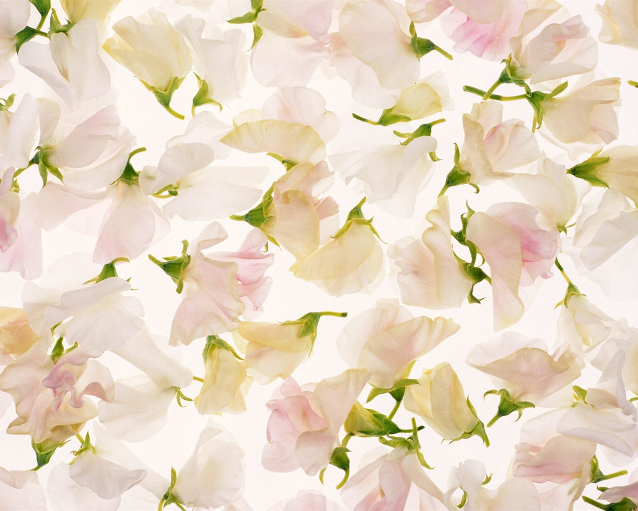 Flowers close-up (10) #5 - 1280x1024