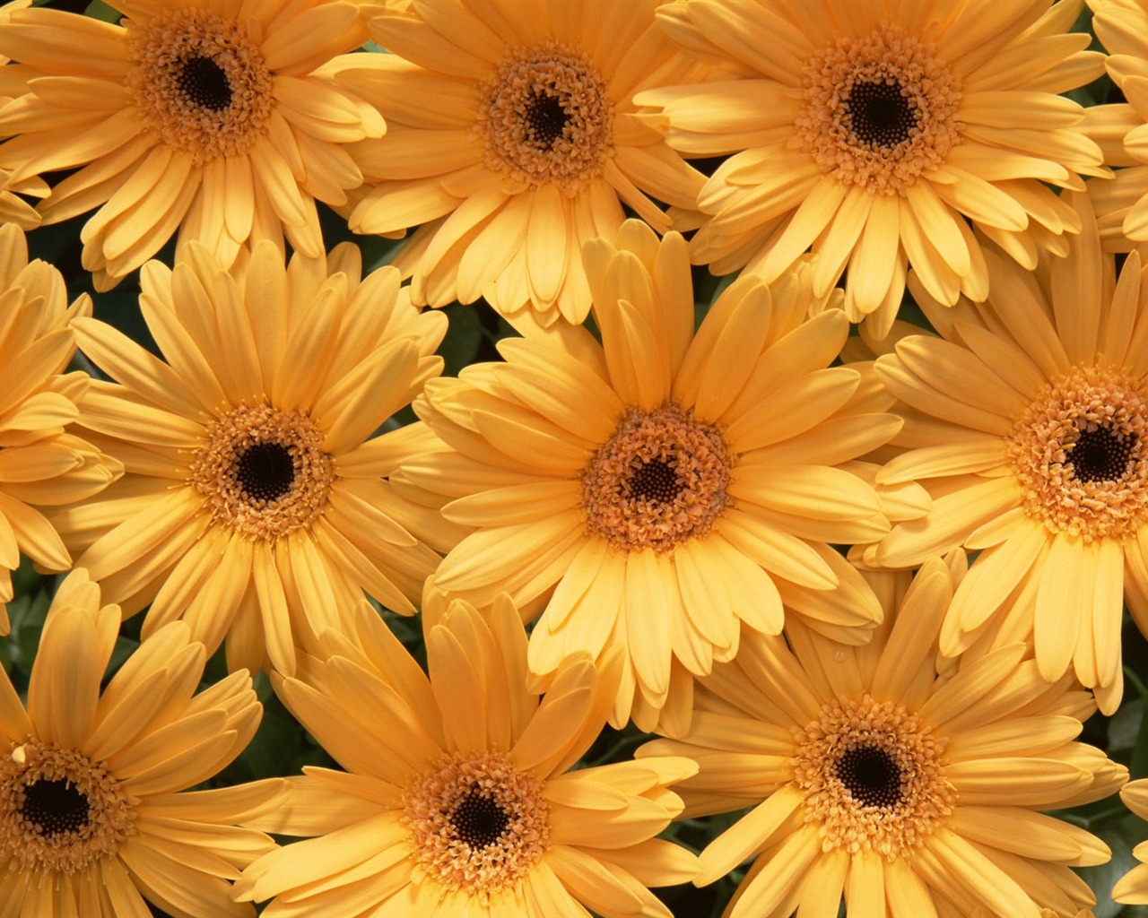 Flowers close-up (10) #18 - 1280x1024