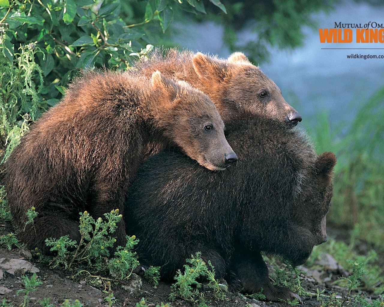 Wild Kingdom 動物壁紙 #3 - 1280x1024