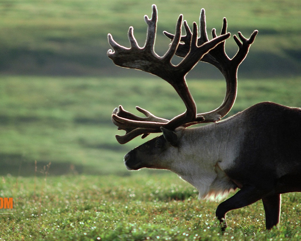 Wild Kingdom 動物壁紙 #4 - 1280x1024