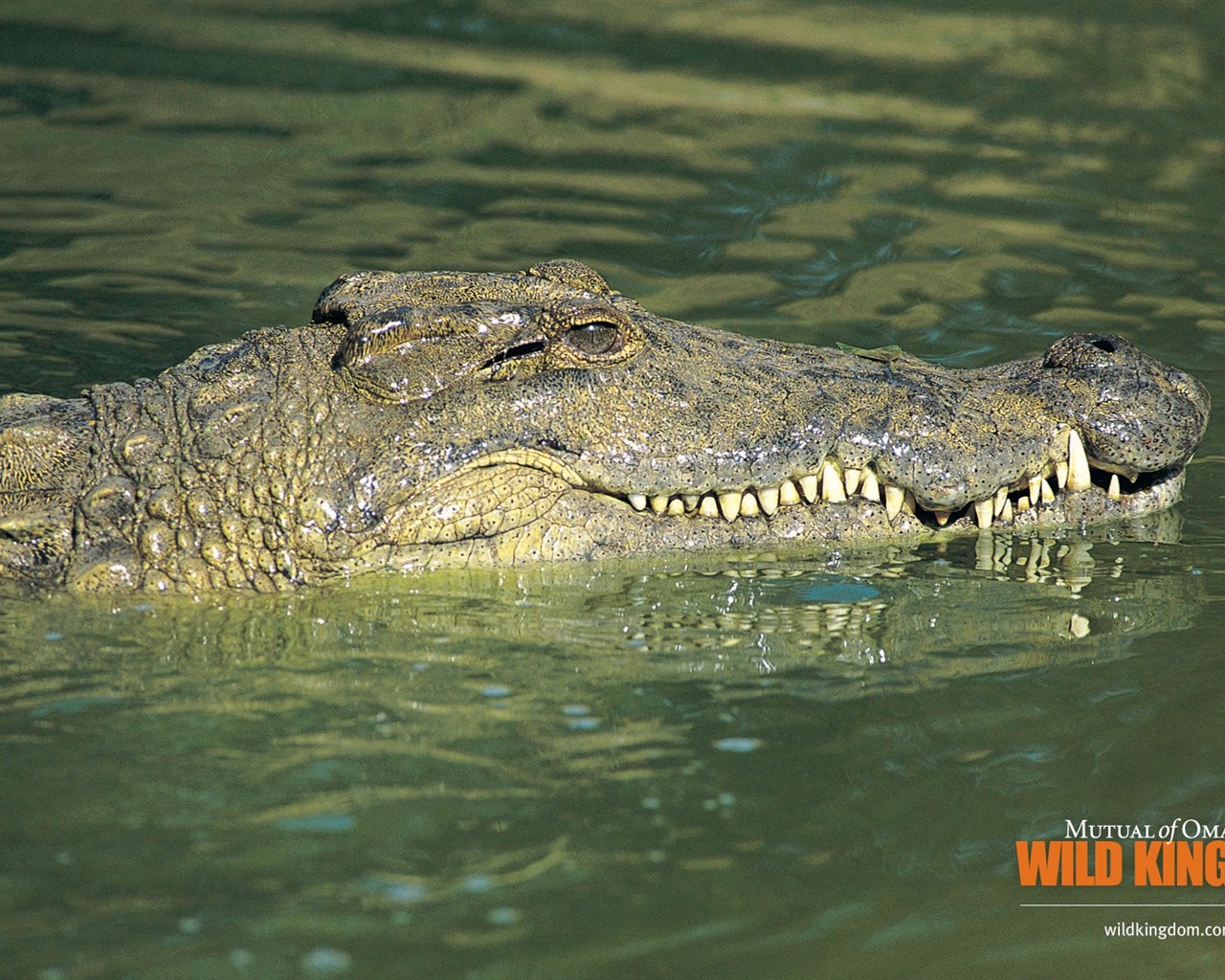 Fonds d'écran Wild Animal Kingdom #5 - 1280x1024