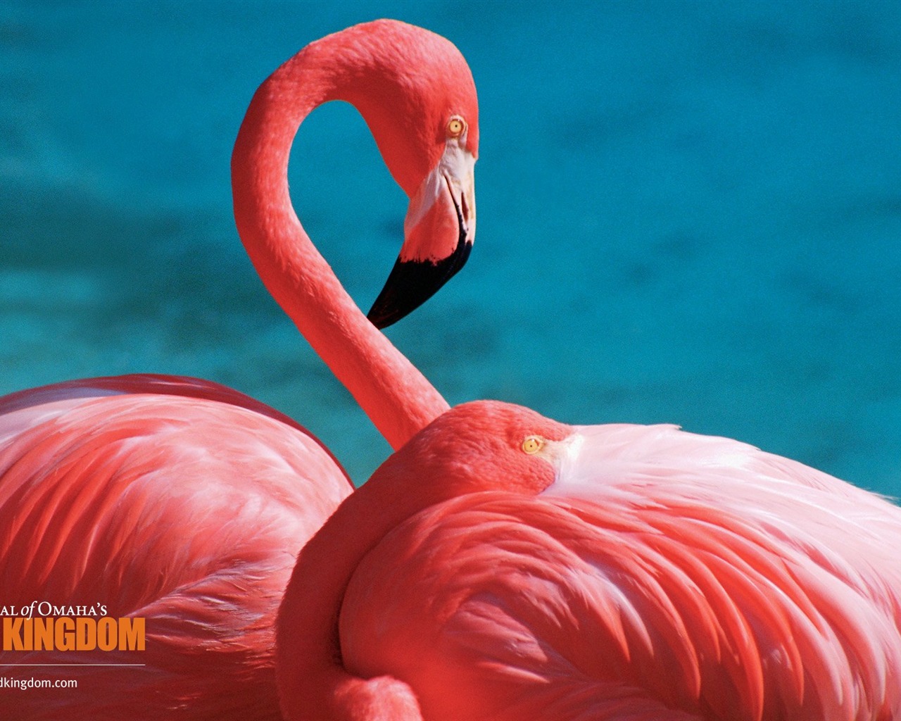 Wild Kingdom 動物壁紙 #6 - 1280x1024