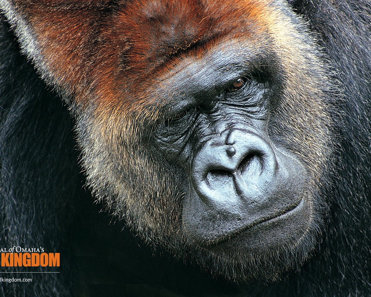 Wild Kingdom 動物壁紙 #7 - 1280x1024