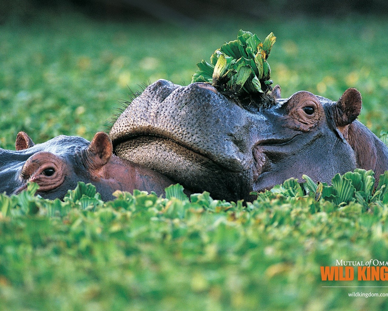 Wild Kingdom 動物壁紙 #8 - 1280x1024