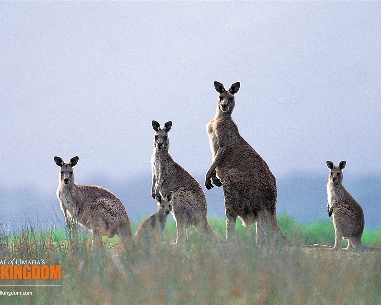 Wild Kingdom Animal Wallpapers #9 - 1280x1024