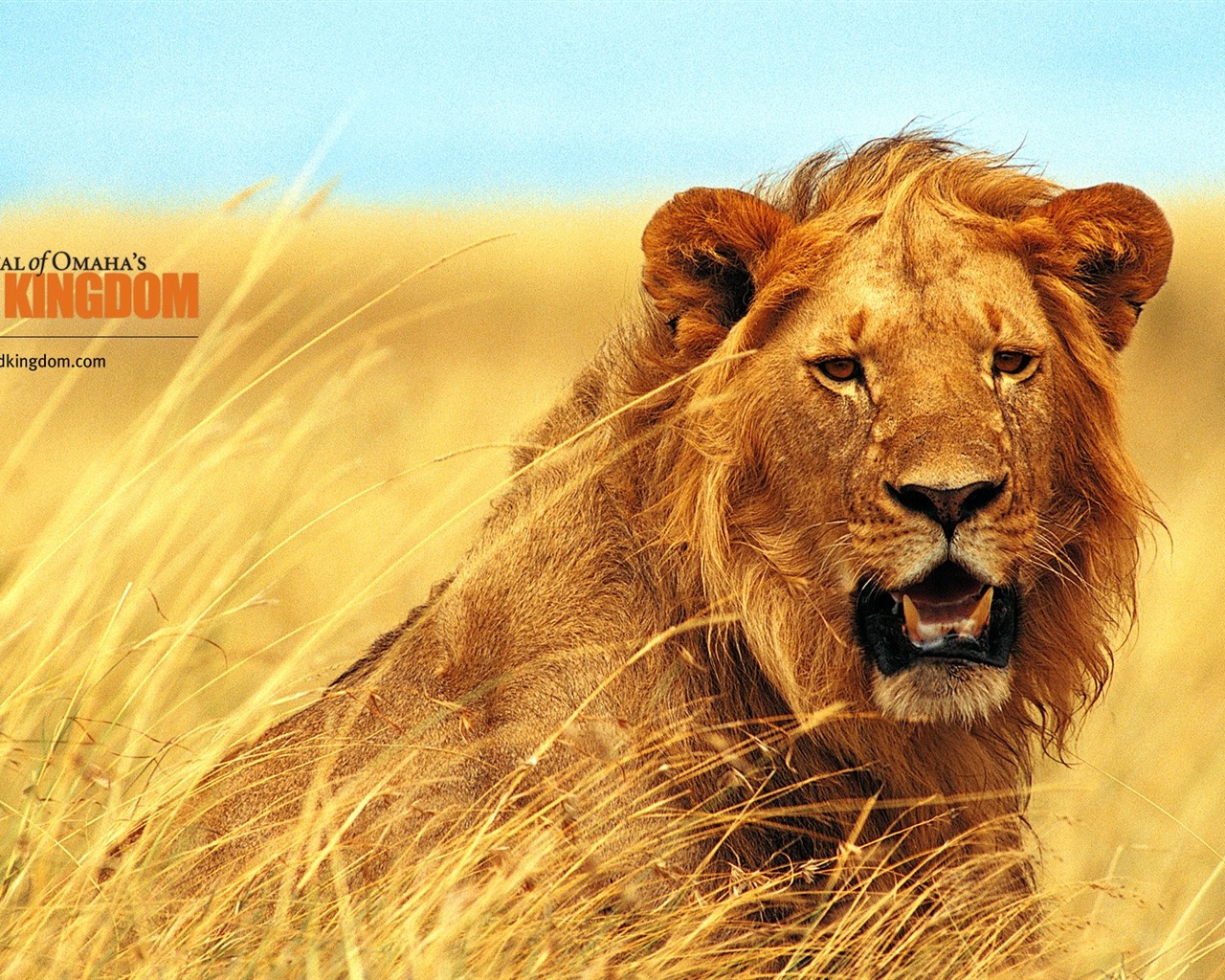 Wild Kingdom 动物壁纸11 - 1280x1024