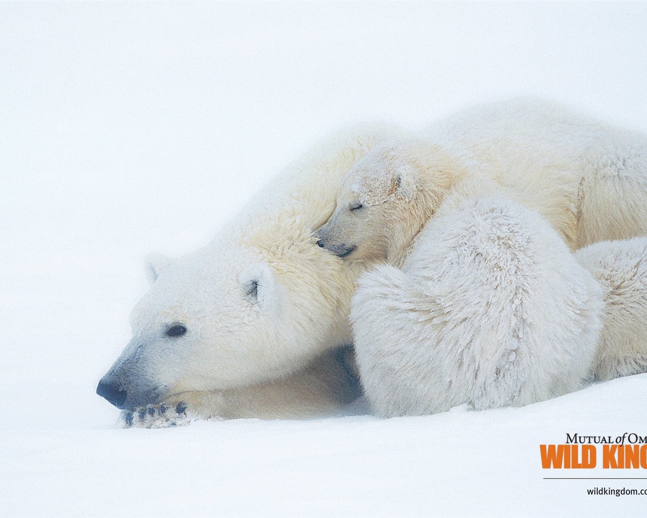 Wild Kingdom 動物壁紙 #14 - 1280x1024