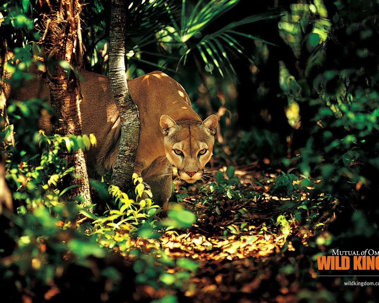 Wild Kingdom Animal Wallpapers #15 - 1280x1024