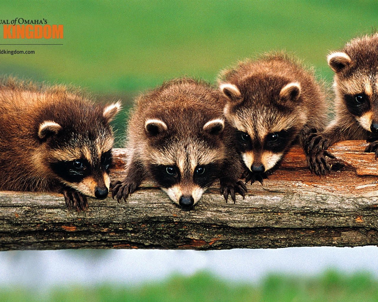 Wild Kingdom 動物壁紙 #16 - 1280x1024