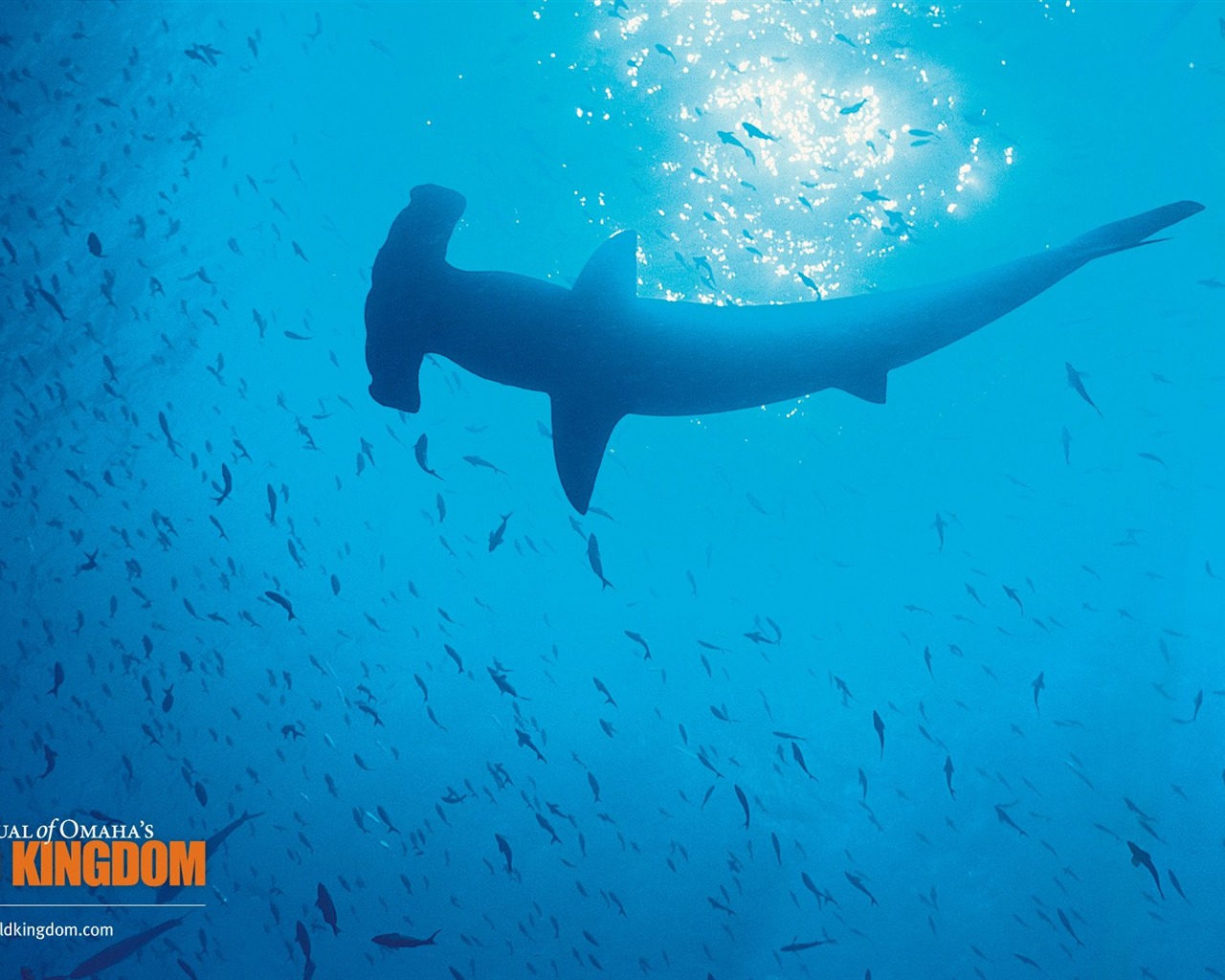 Wild Kingdom 動物壁紙 #19 - 1280x1024