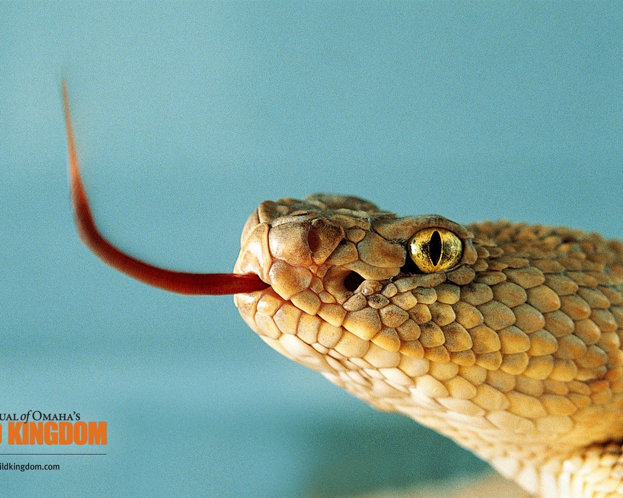 Wild Kingdom 動物壁紙 #20 - 1280x1024