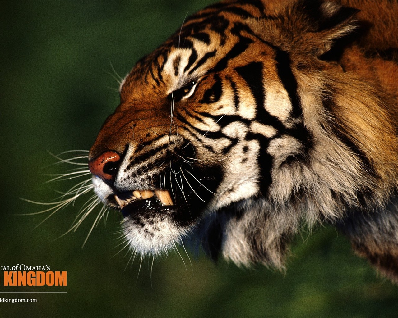 Wild Animal Kingdom Wallpapers #22 - 1280x1024
