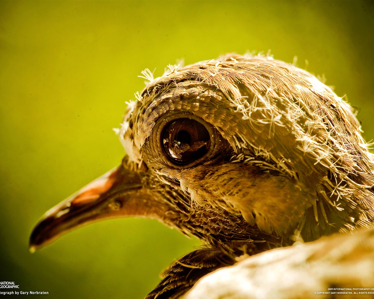 National Geographic Wallpapers articles animale (4) #7 - 1280x1024