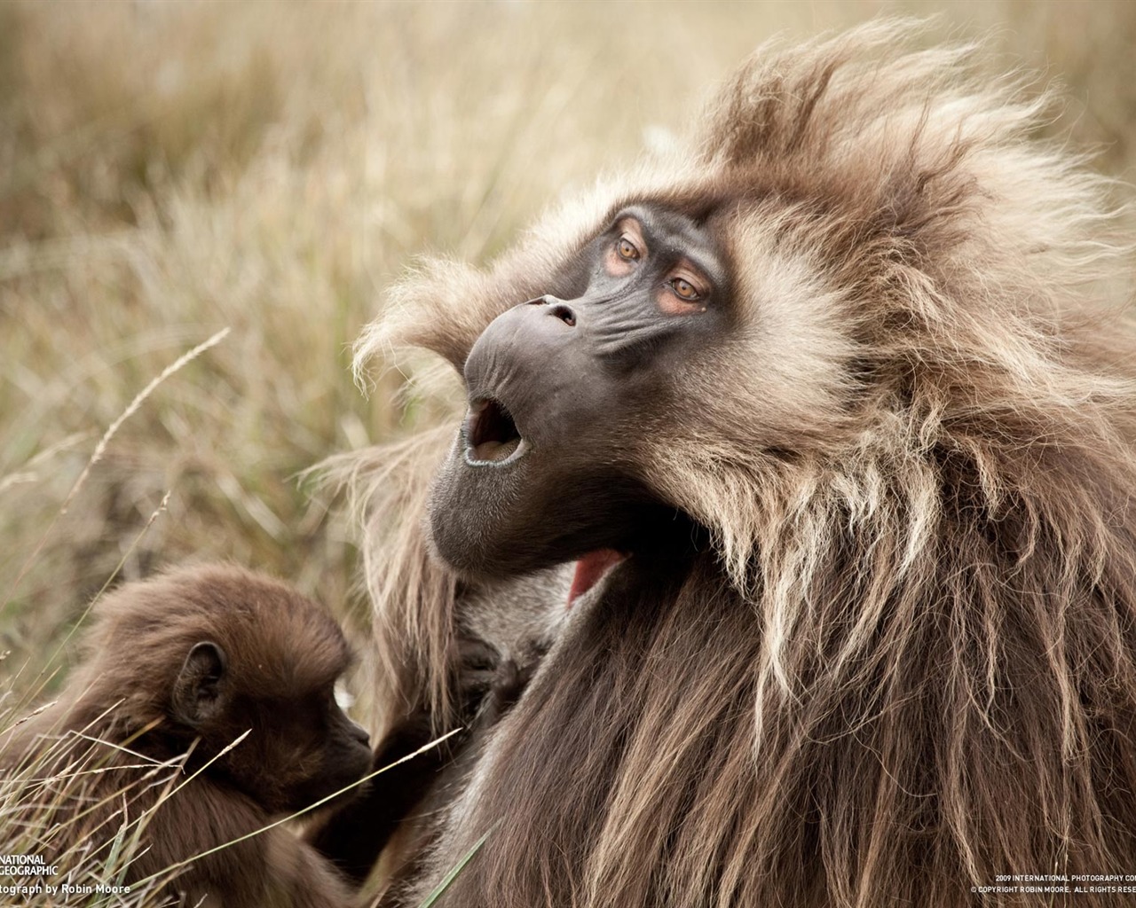 National Geographic Wallpapers articles animale (4) #15 - 1280x1024