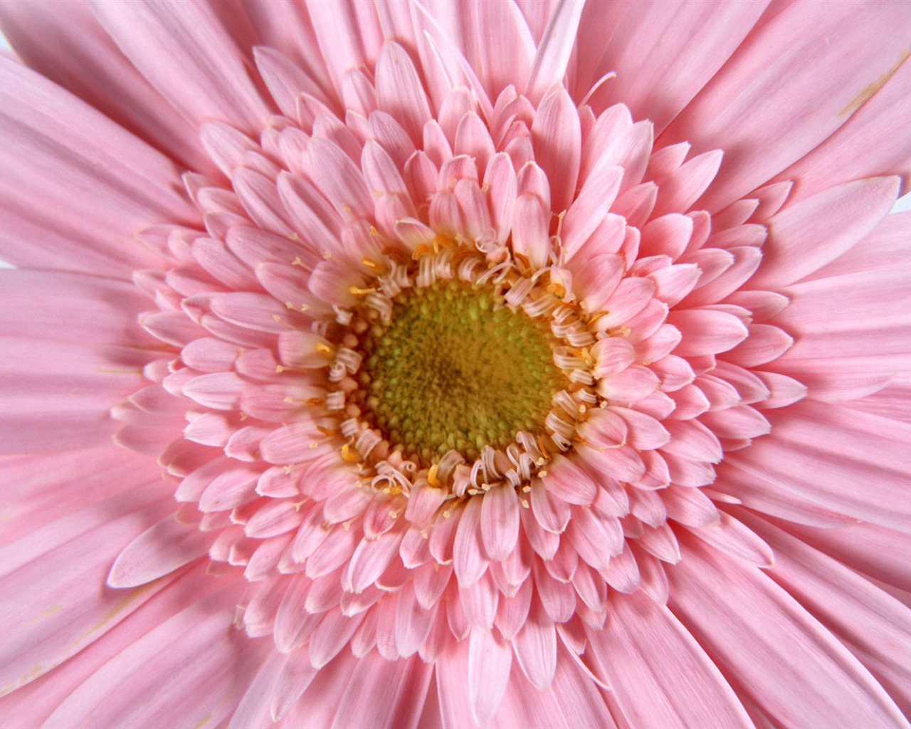 鮮花特寫(11) #2 - 1280x1024