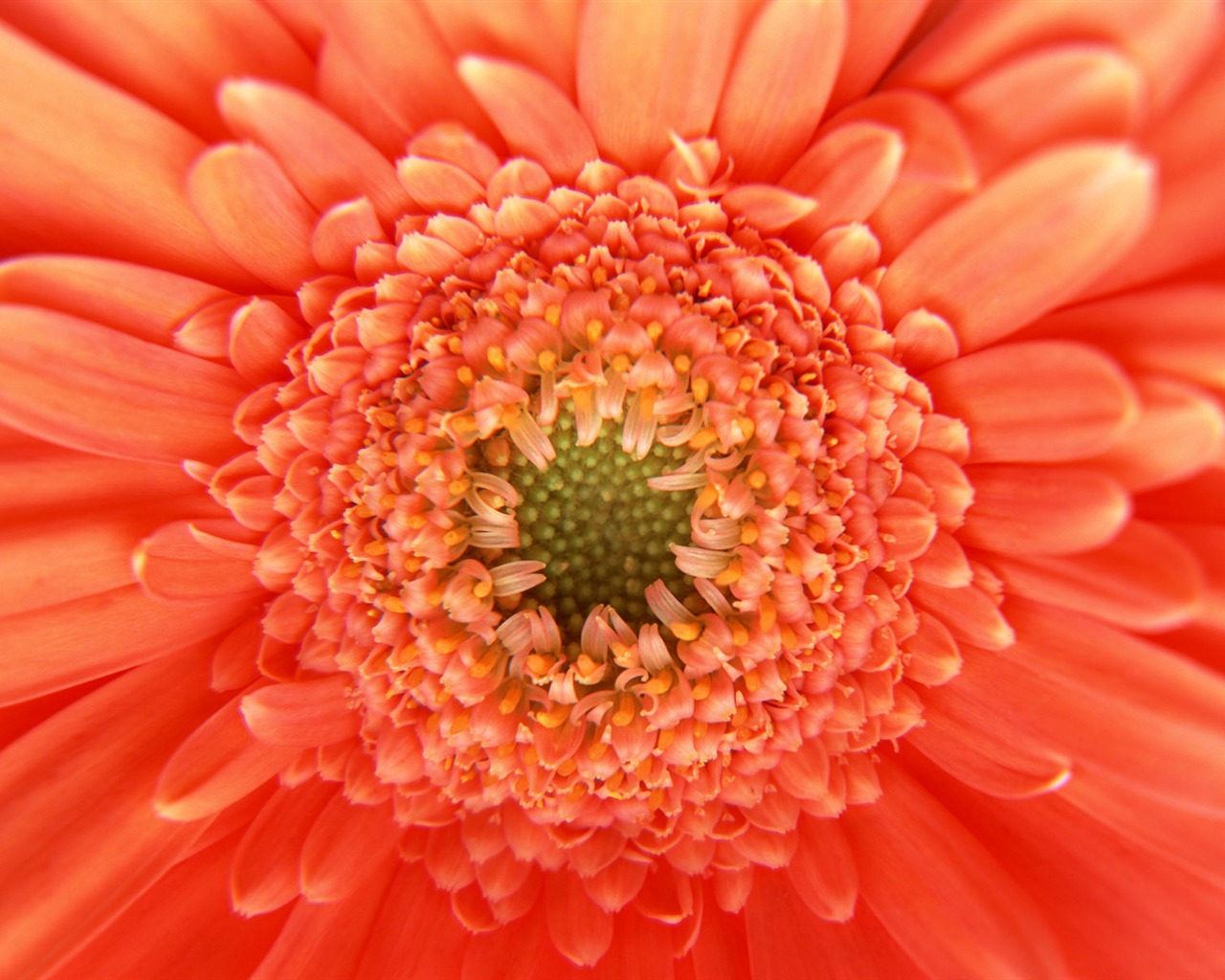 鮮花特寫(11) #5 - 1280x1024