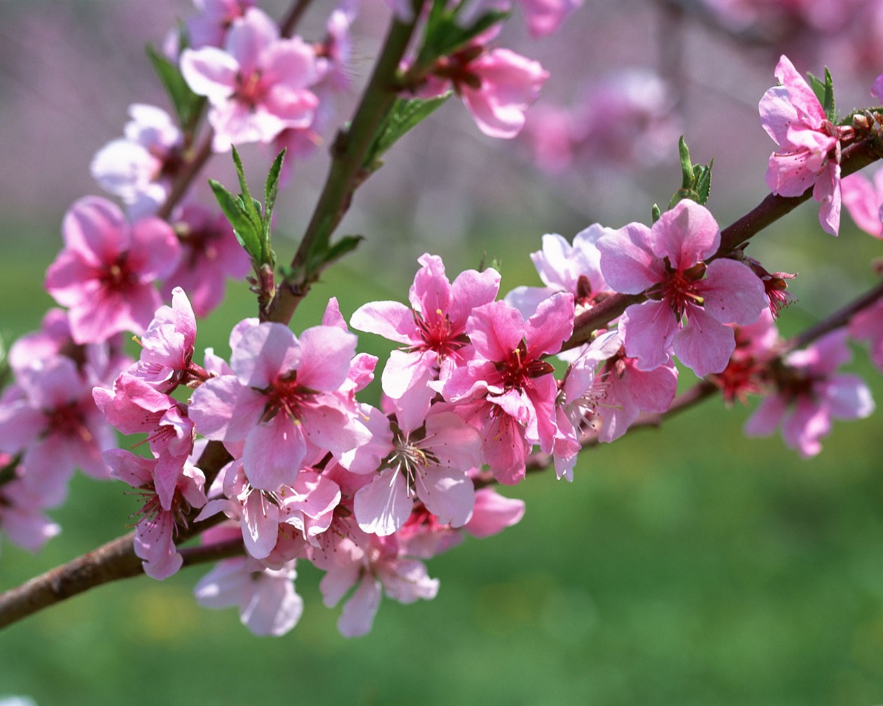 Flowers close-up (12) #1 - 1280x1024