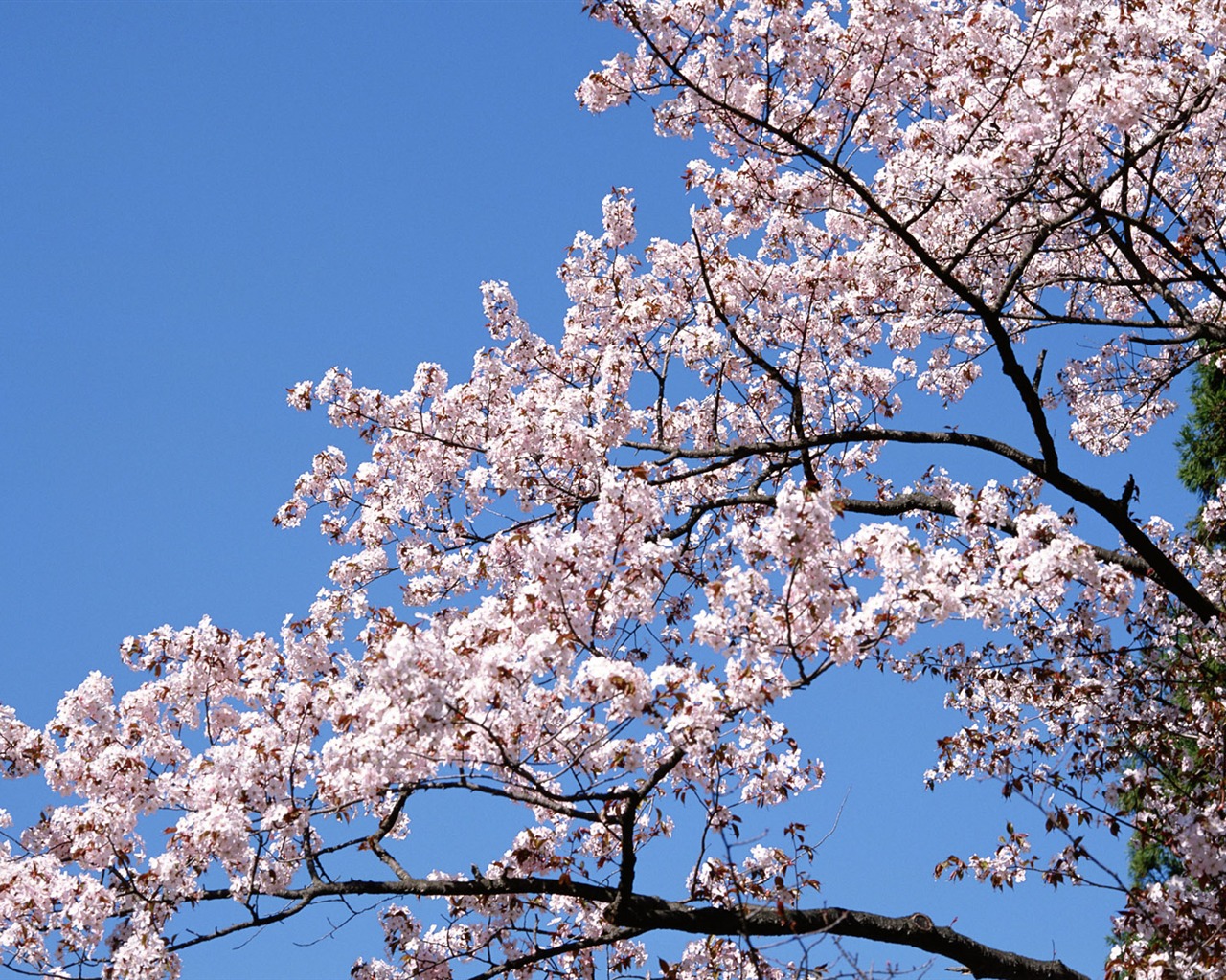 Flowers close-up (12) #2 - 1280x1024