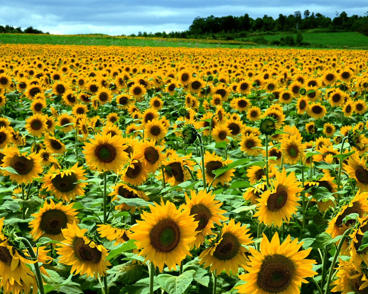 Flowers close-up (12) #4 - 1280x1024