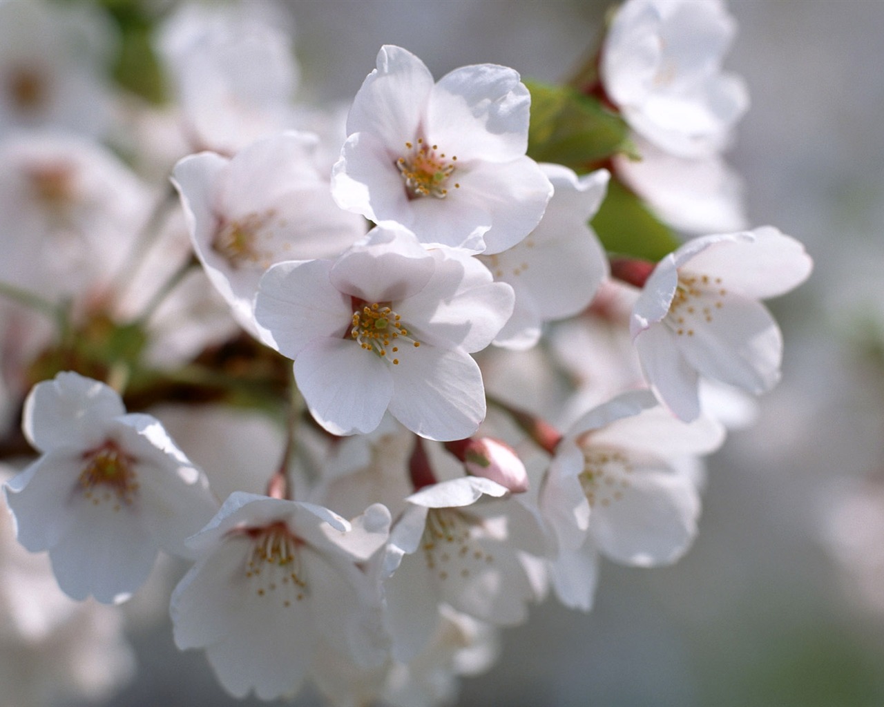 Flowers close-up (12) #5 - 1280x1024