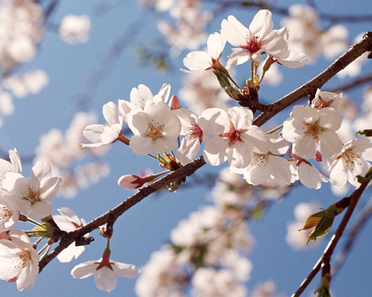 Flowers close-up (12) #6 - 1280x1024