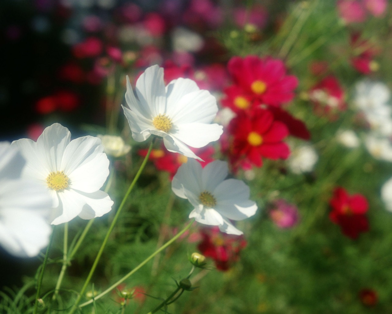 Flowers close-up (12) #11 - 1280x1024