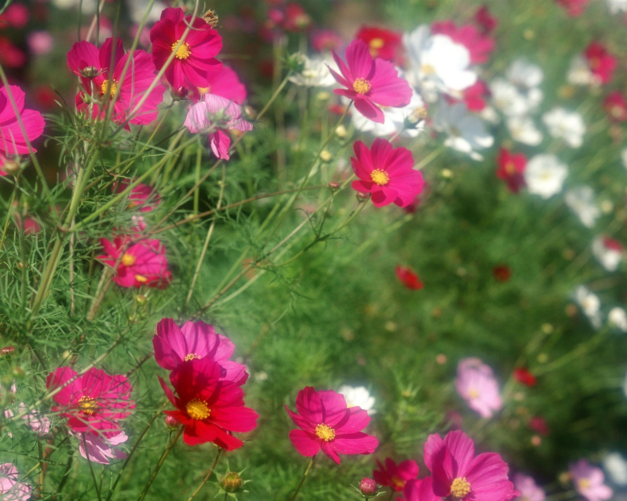 Flowers close-up (12) #12 - 1280x1024