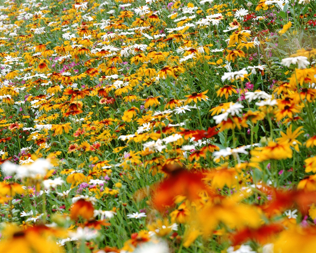 Flowers close-up (12) #13 - 1280x1024