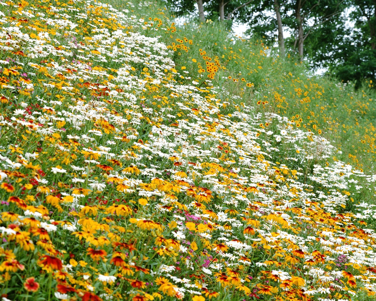 Flowers close-up (12) #14 - 1280x1024