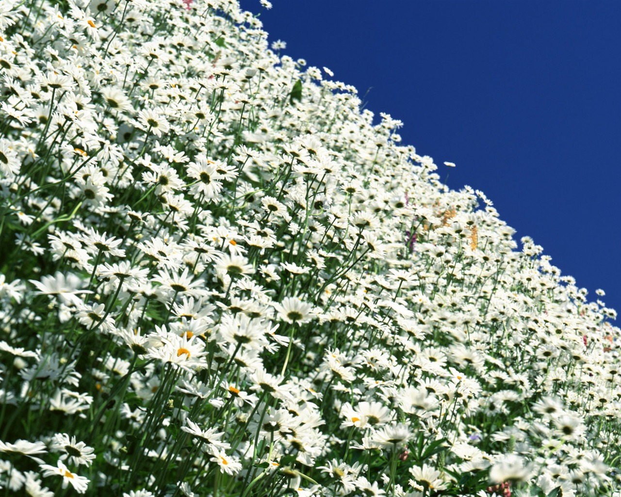 Flowers close-up (12) #15 - 1280x1024