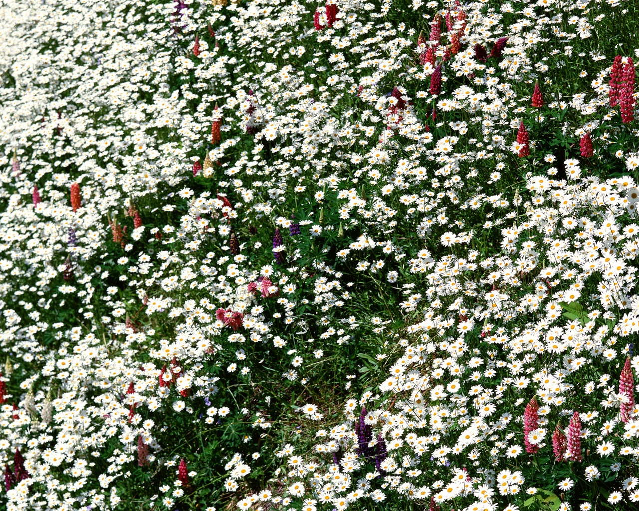 Flowers close-up (12) #16 - 1280x1024