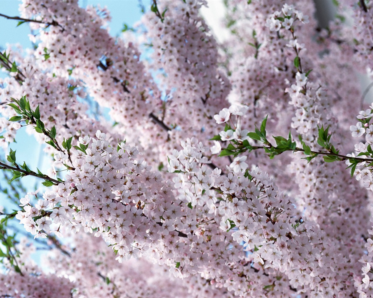 Flowers close-up (12) #18 - 1280x1024