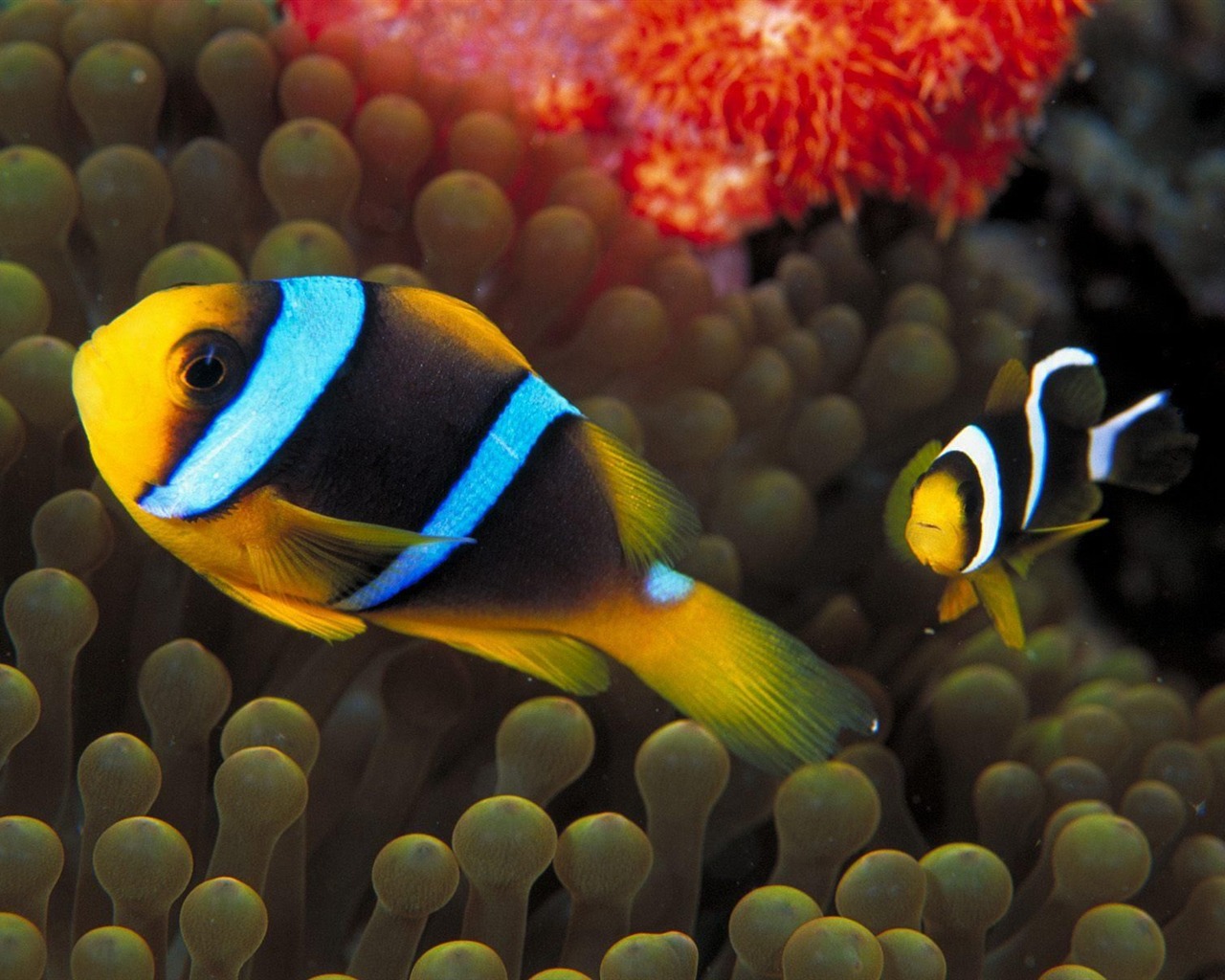 Colorful tropical fish wallpaper albums #13 - 1280x1024