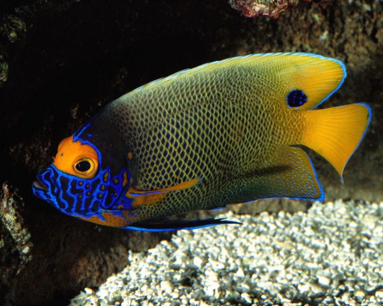 Colorful tropical fish wallpaper albums #21 - 1280x1024