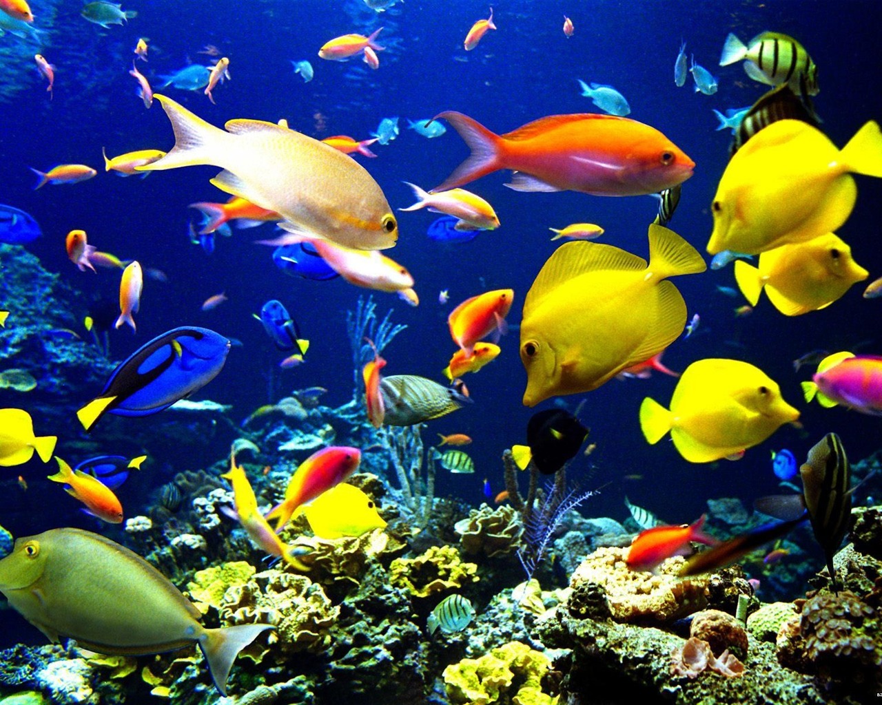 Colorful tropical fish wallpaper albums #23 - 1280x1024