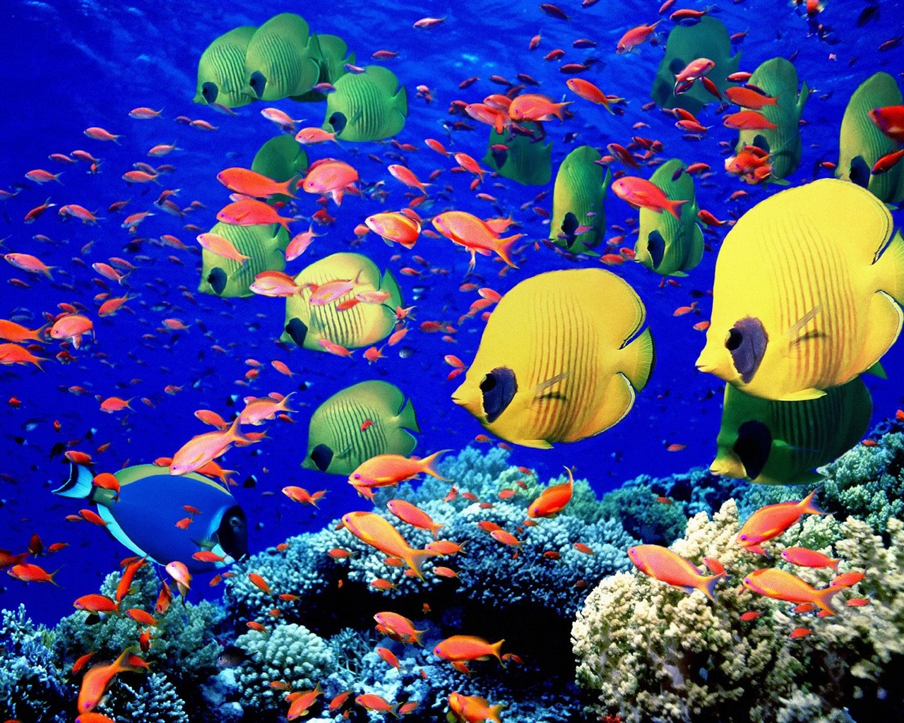 Colorful tropical fish wallpaper albums #27 - 1280x1024