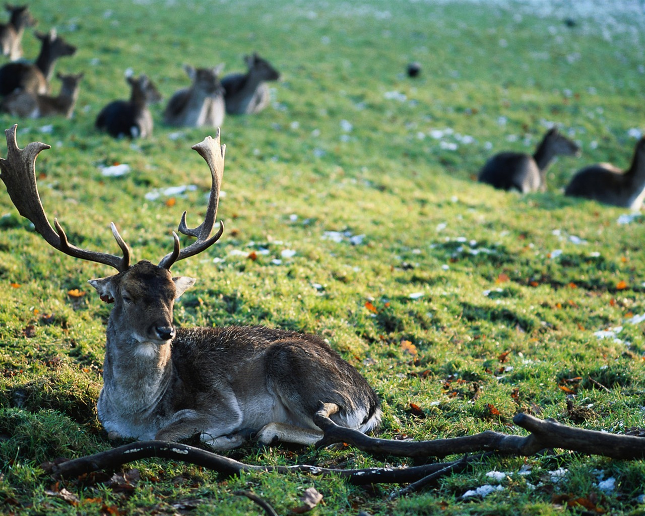 Animal Widescreen Wallpapers Collection (1) #4 - 1280x1024