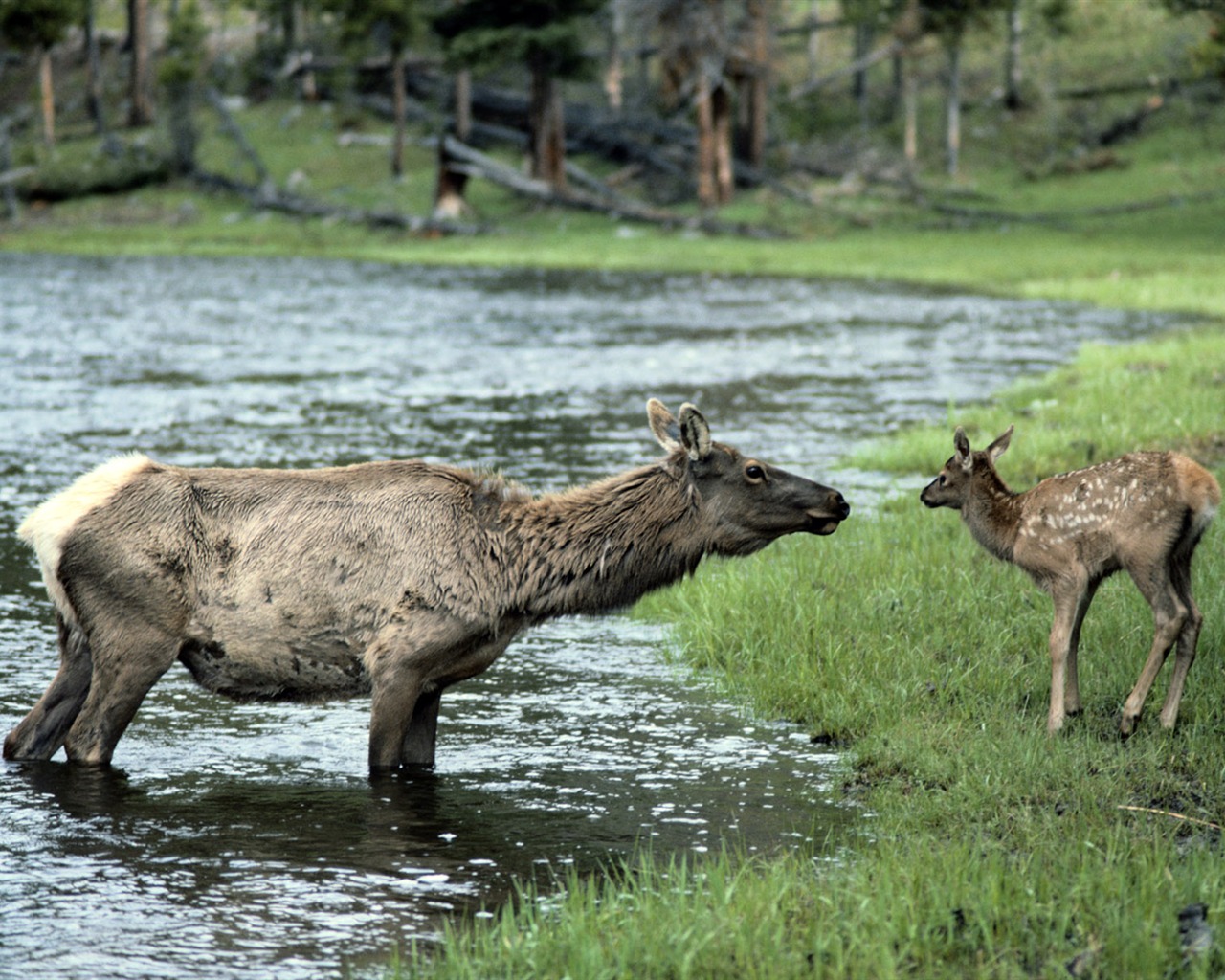 Animal Widescreen Wallpapers Collection (1) #6 - 1280x1024