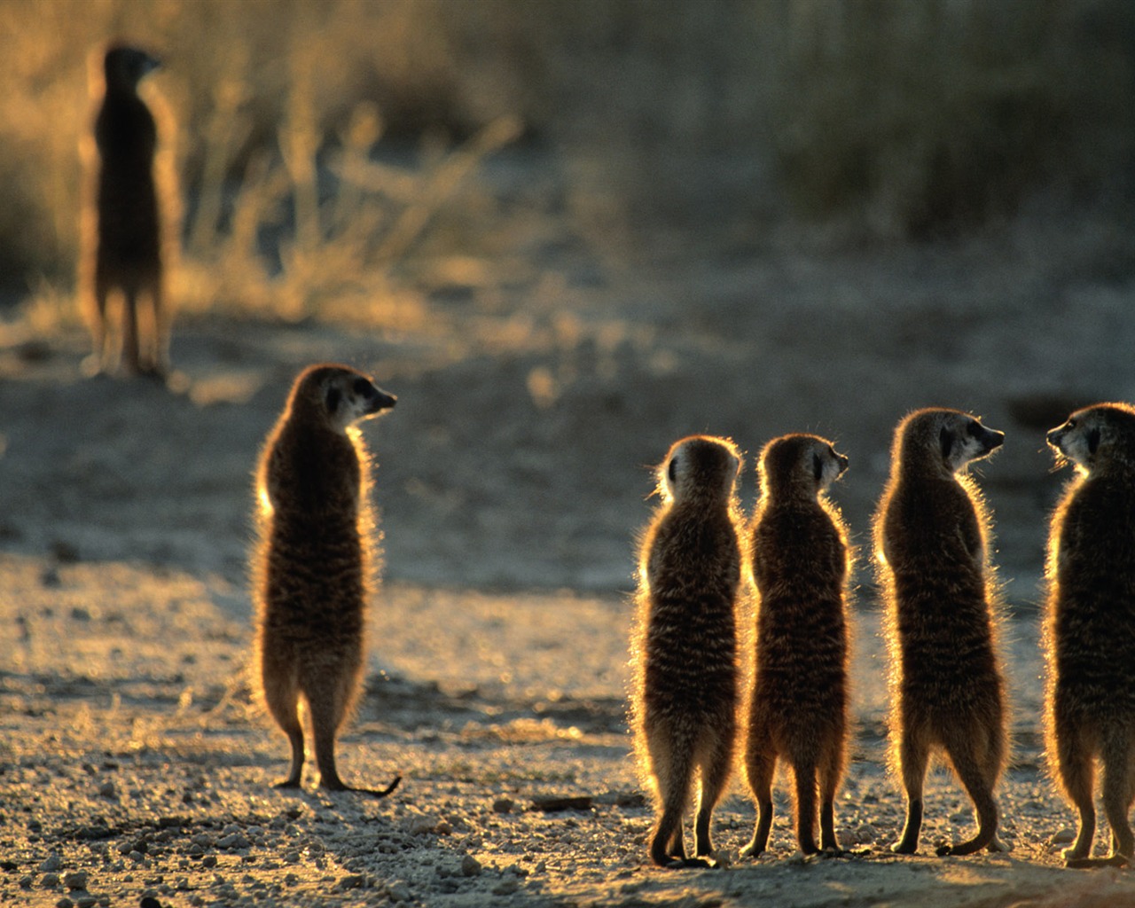 Animal Widescreen Wallpapers Collection (1) #8 - 1280x1024